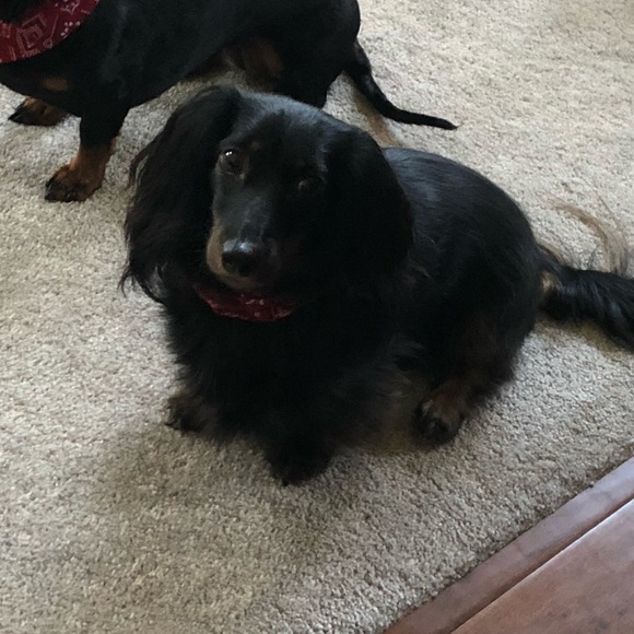 Meet your Posher, Michelle - Picture 1 of 1